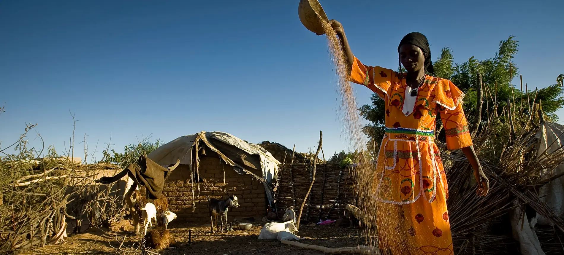 A Darfurian woman winnowing millet at Farchana refugee camp in eastern Chad